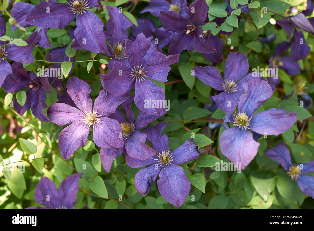 Clematis viticella purple flower close up Stock Photo