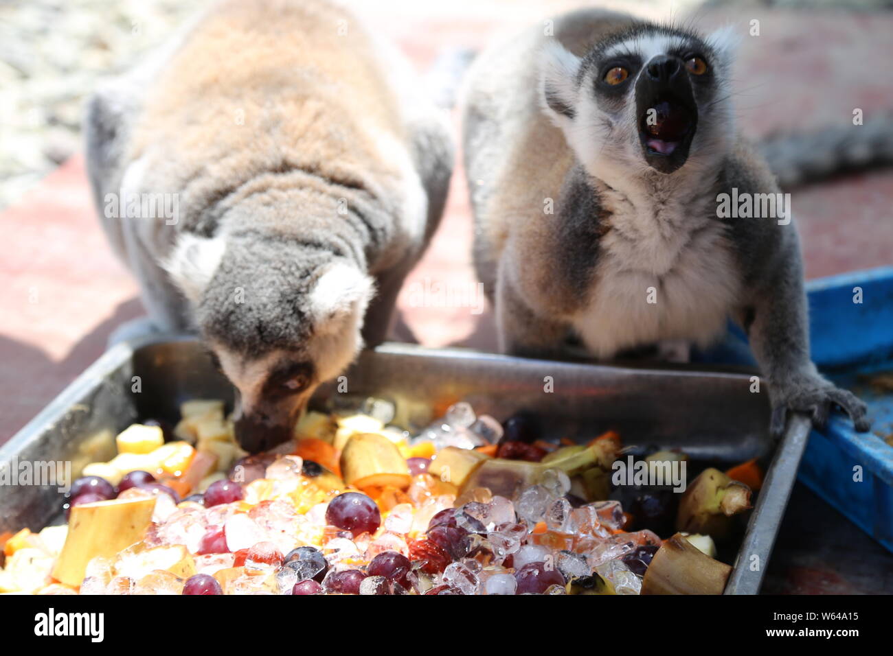 Zhejiang, China. 31st July, 2019. CHINA-Zookeepers at taizhou wild animal park in Taizhou, east China's Zhejiang province, prepare frozen watermelon, bananas, grapes and their favorite ice lolly for wild animals to cool down during the hot summer, as the surface temperature exceeds 50 degrees Celsius in Taizhou, east China's Zhejiang province, July 30, 2019. Credit: SIPA Asia/ZUMA Wire/Alamy Live News Stock Photo