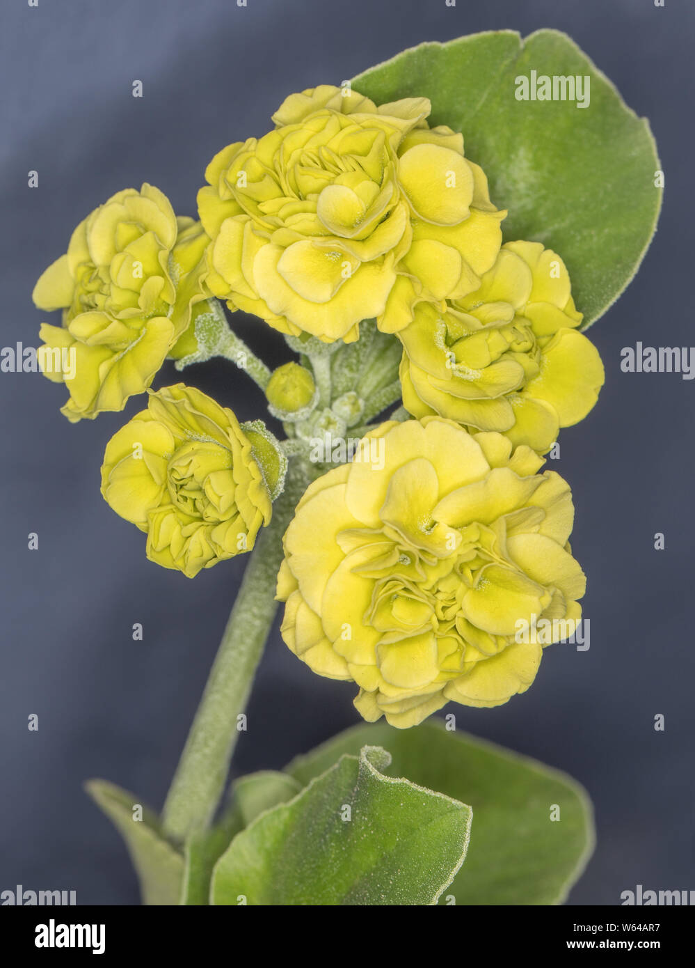 Primula auricula 'Moonshot' double Stock Photo