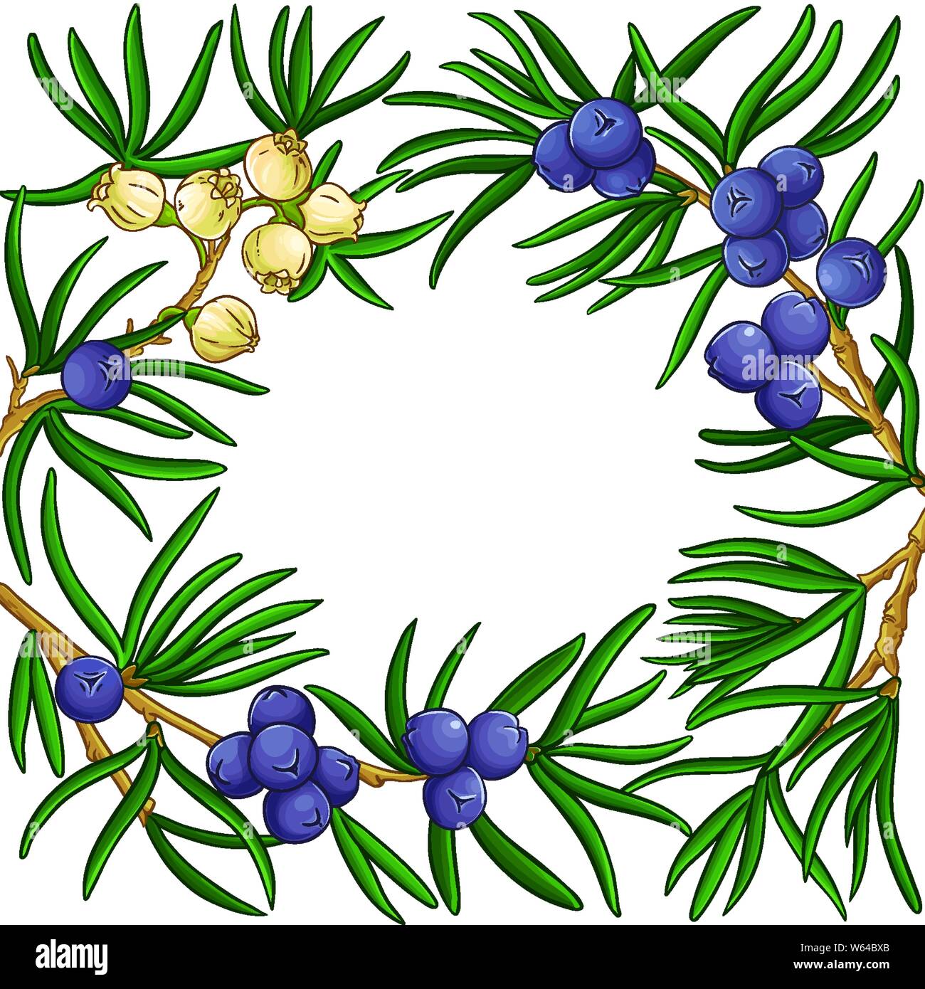 juniper vector frame on white background Stock Vector Image & Art - Alamy