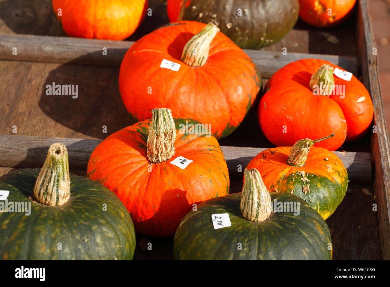 Red squashes with price tag, Fischerhude, Lower Saxony, Germany Stock