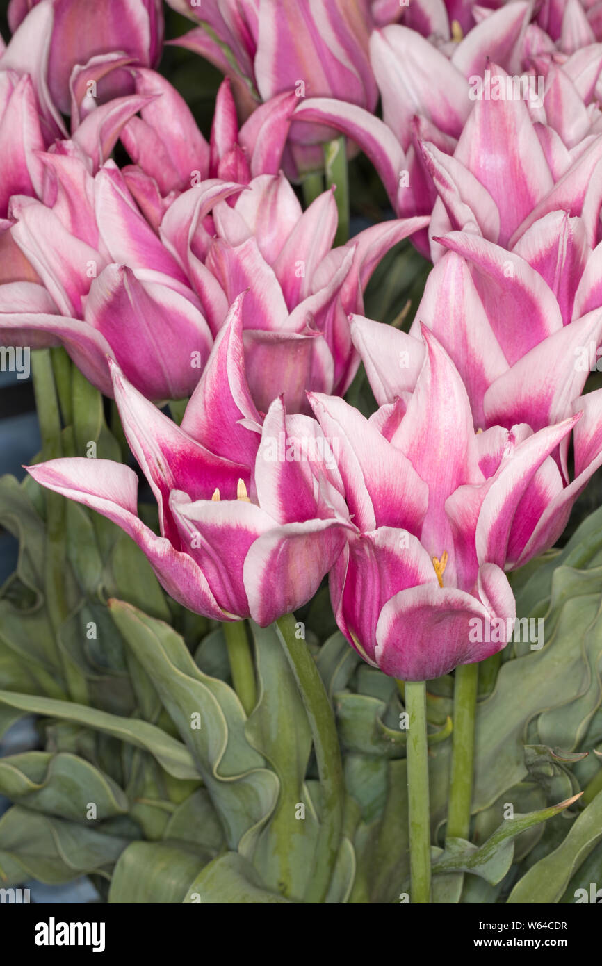 Tulip Ballade Stock Photo Alamy