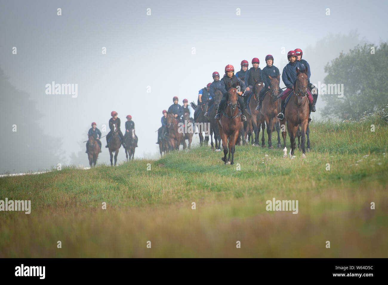 Thorough Bred Horses High Resolution Stock Photography And Images Alamy