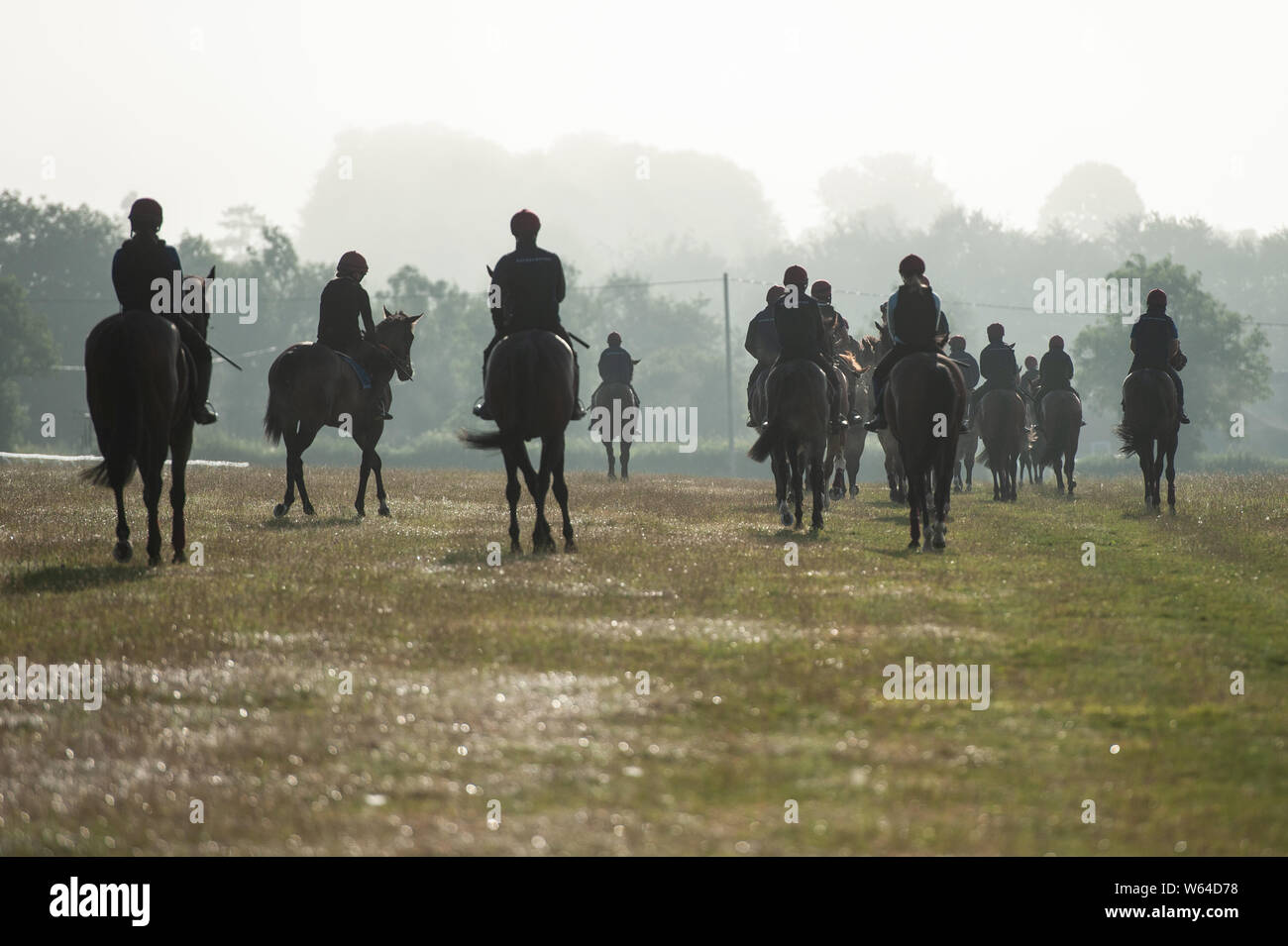 Thorough Bred Horses High Resolution Stock Photography And Images Alamy