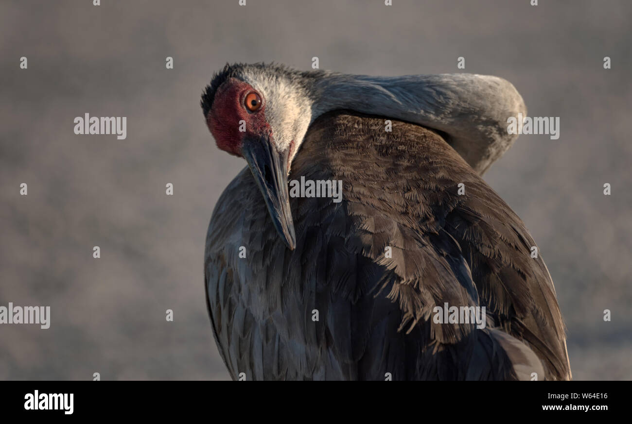 Single adult Sandhill Crane awakened from a nap somewhat startled Stock Photo