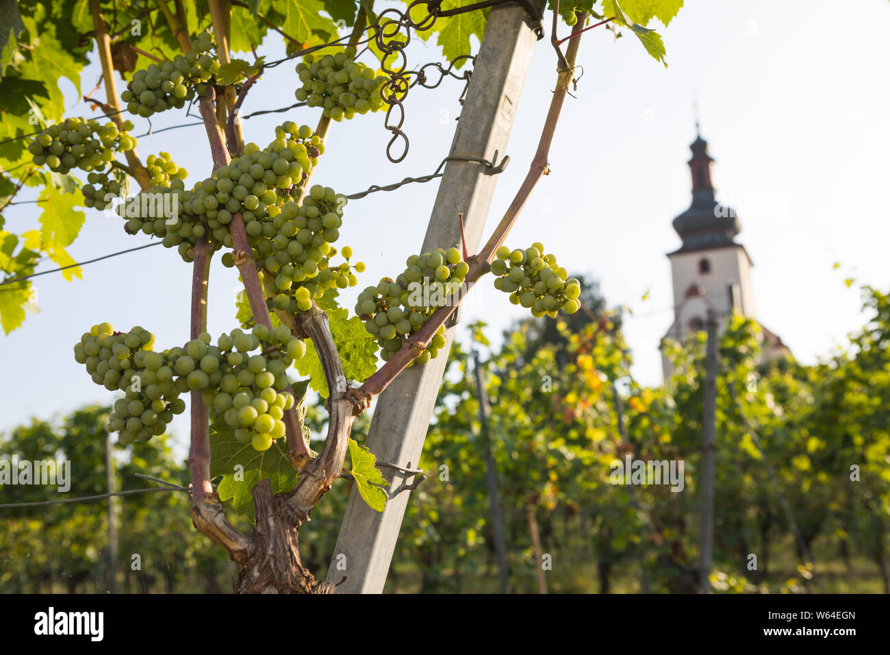 Vineyard in Nierstein, Germany with grapes and a white church building in the background Stock Photo