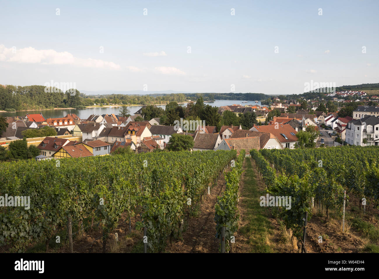 View on the town of Nierstein, Germany with a vineyard and grapes in front and the river Rhine in the background Stock Photo