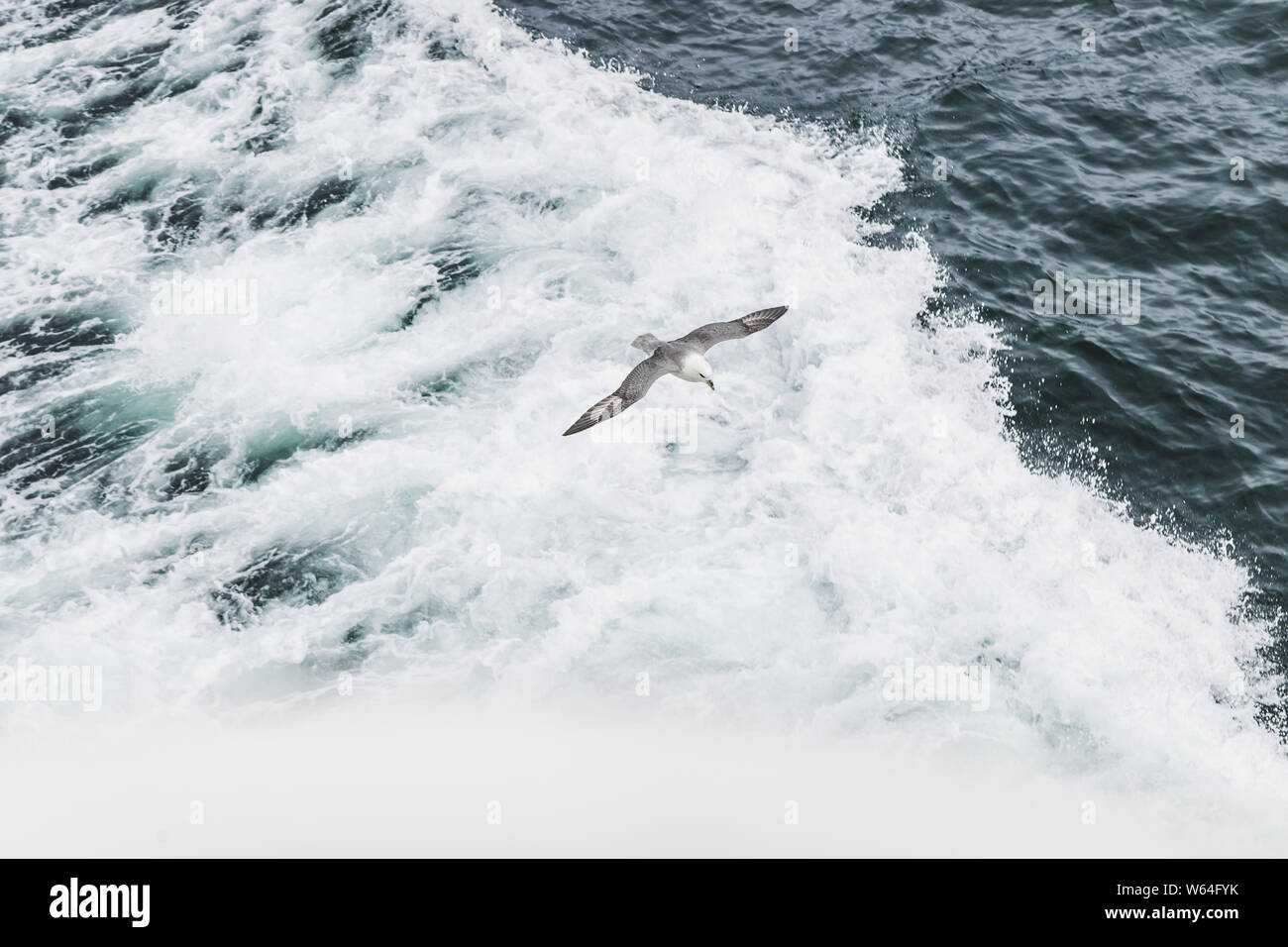 One grey seagull flying over waves in motion and hunting for the fish. Marine bird life. Nature background. Stock Photo