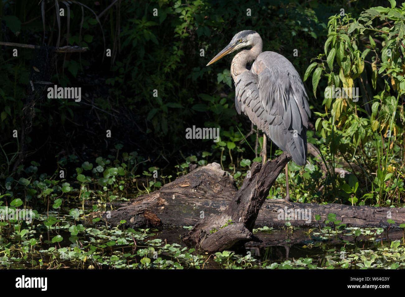 Great blue heron perched on a dead tree in marshy waters Stock Photo