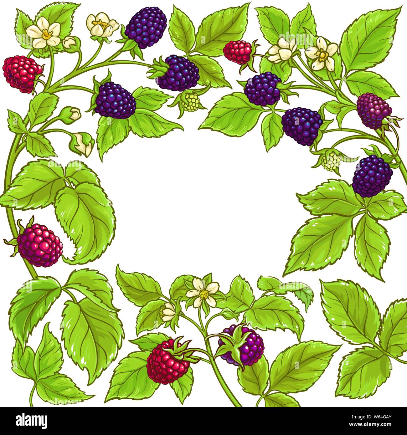 boysenberry vector frame on white background Stock Vector