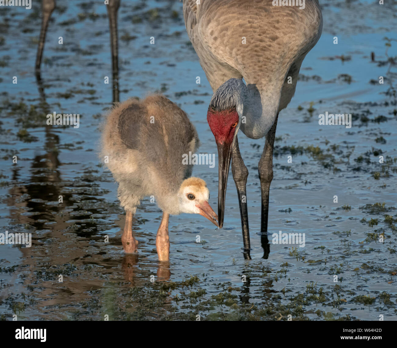 Sand Hill Crane chick being fed by an adult in shallow water Stock Photo