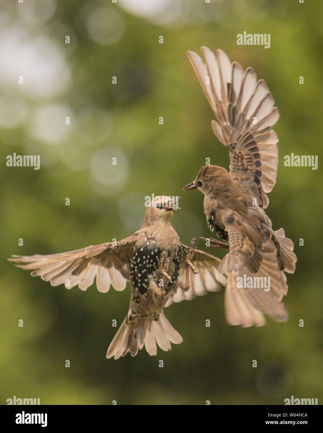 Starling, Sturnidae, in a British Garden in the summer of 2019 Stock Photo