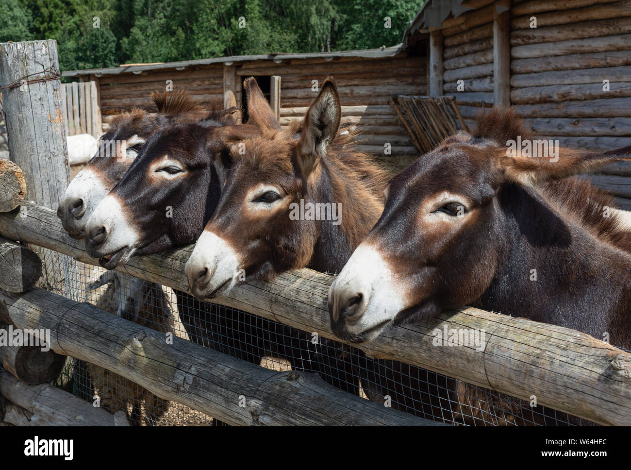 Four donkeys look out from behind a wooden fence. Muzzles of donkeys  close-up. Sunny summer day Stock Photo - Alamy
