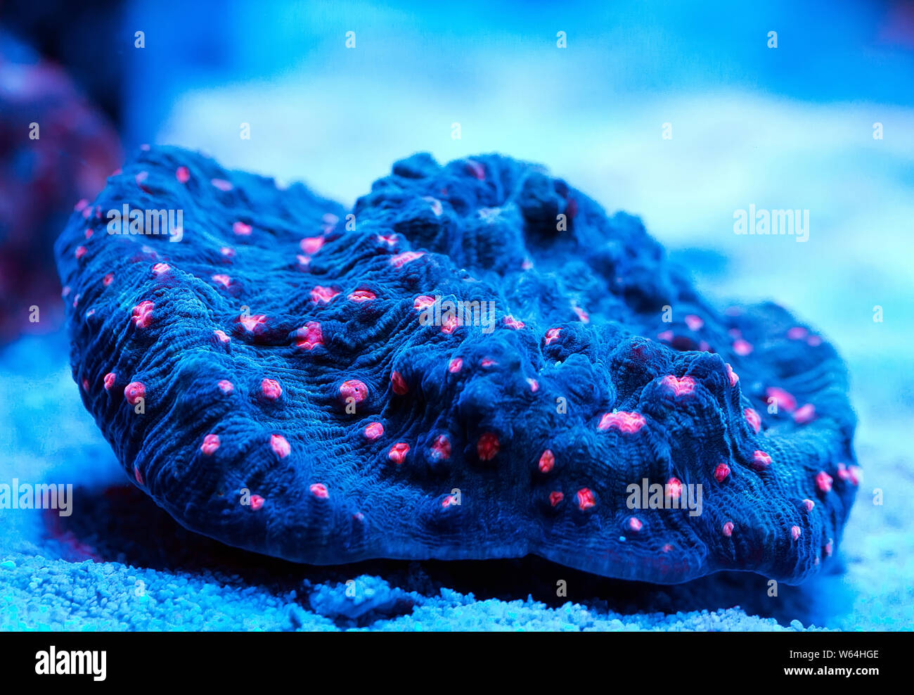 Beautiful and colorful corals in a marine aquarium. Stock Photo