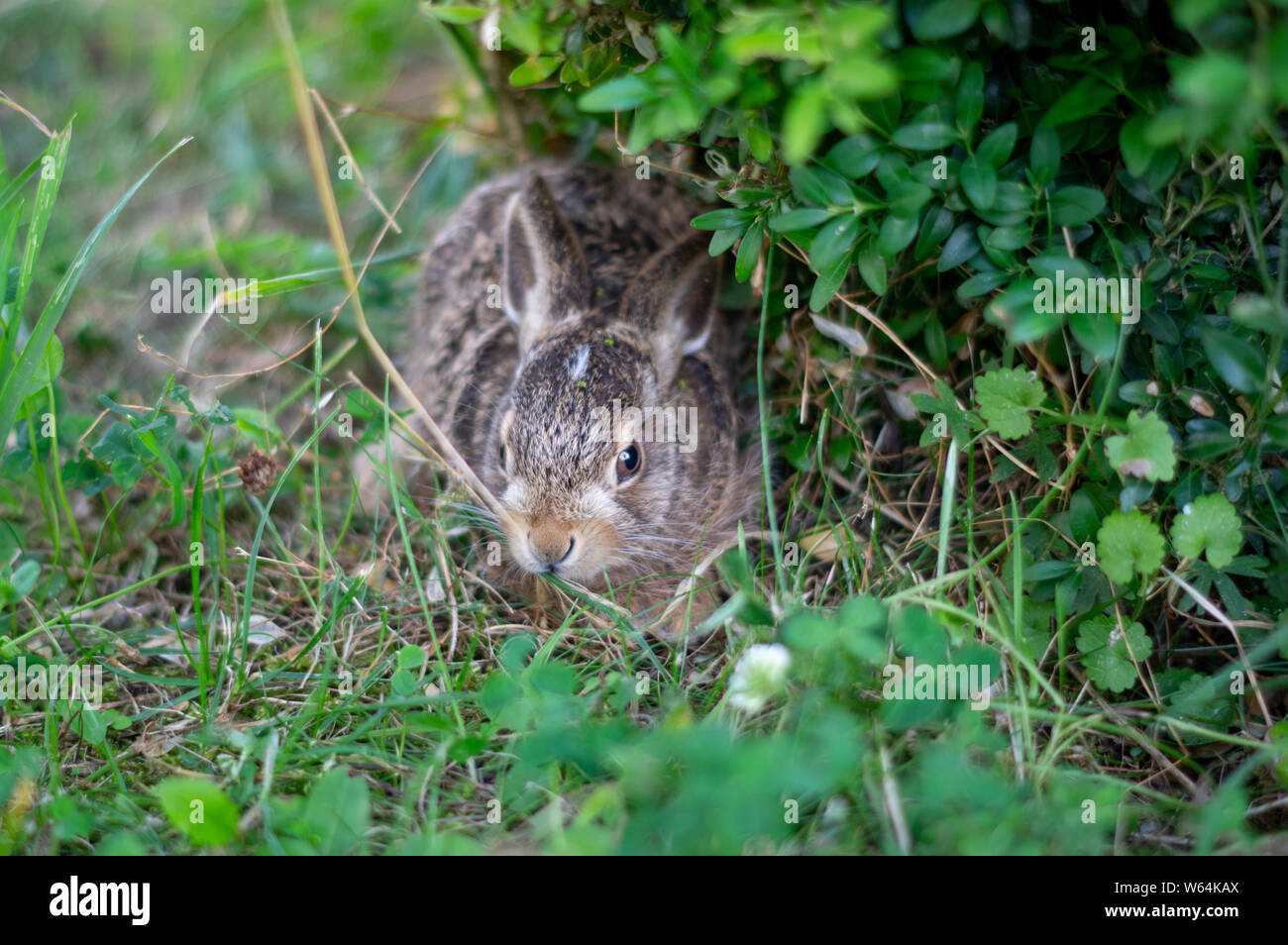 Threatened young baby rabbit hidding cower under green bush Stock Photo