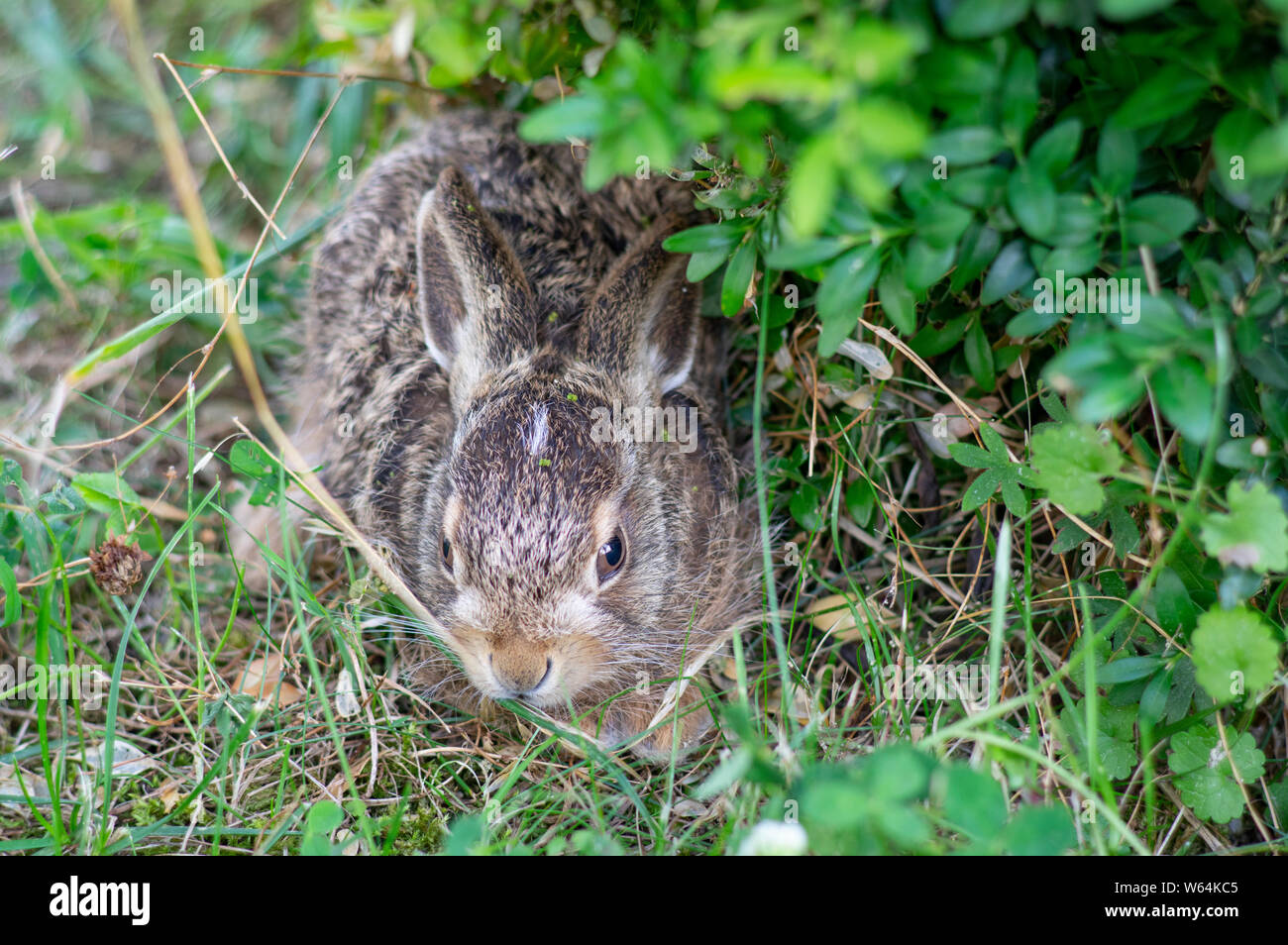Threatened young baby rabbit hidding cower under green bush Stock Photo