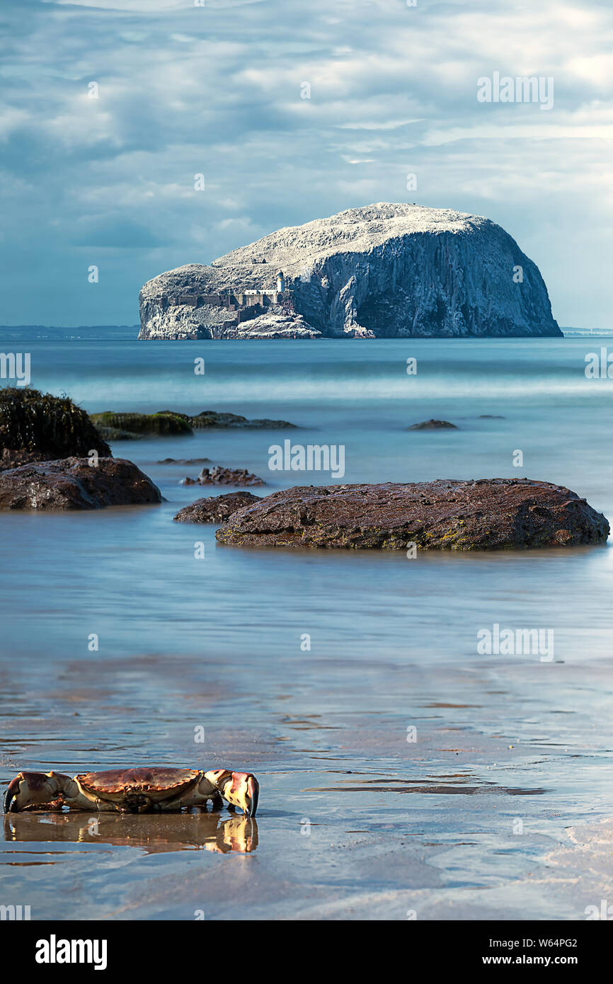 Funny View of Bass Rock with crab. Bass Rock has world's largest colony of Northern gannets. North Berwick. Scotland Stock Photo