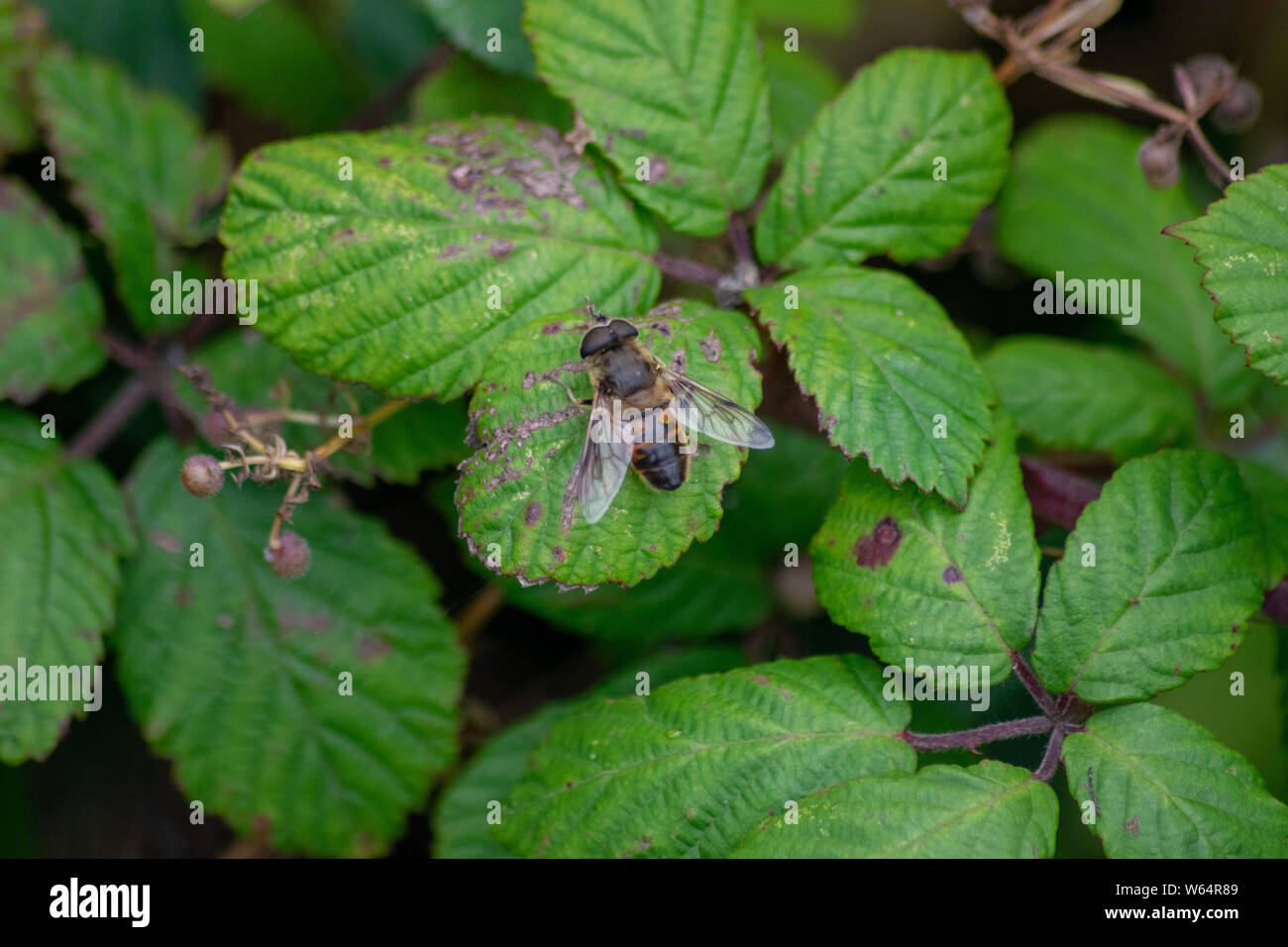 Honey bee resting on bushes Stock Photo