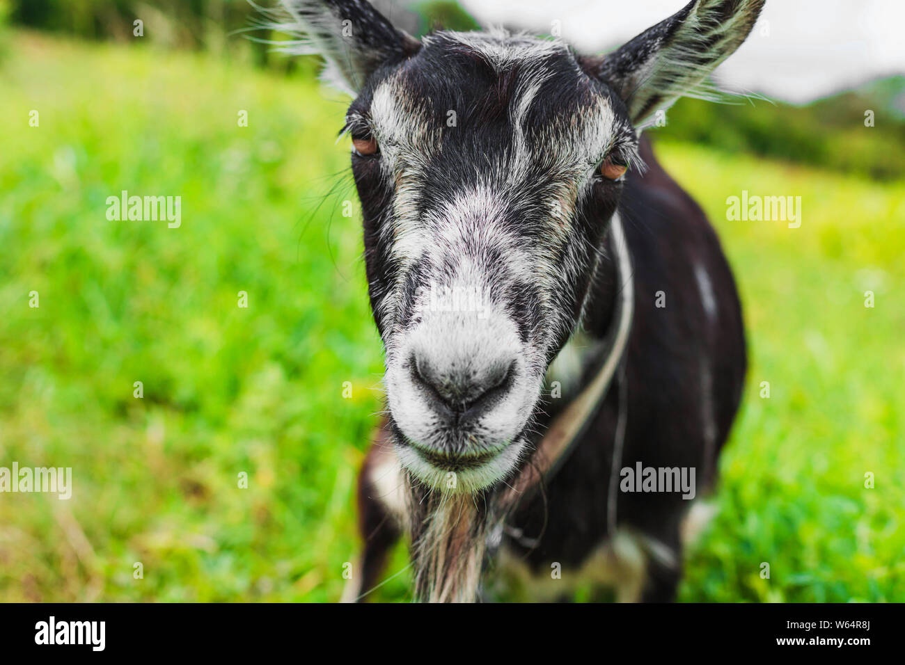 Beautiful closeup portrait of a goat on the background of nature Stock Photo