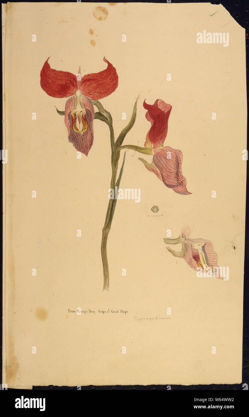 Disa uniflora -- from Camps Bay--Cape of Good Hope'; Scope and content:  Commodore Matthew C. Perry's personal account of his expedition to Japan is filled with descriptions and illustrations of the animals, flowers, and people that he observed thoughout the voyage. This drawing is from the part of Perry's journals that relates to the first leg of the trip from Norfolk, Virginia, through the Cape of Good Hope to the Bonin Islands in the summer of 1853. Artists who accompanied the expedition made the illustrations. General notes:  Exhibit History: American Originals, June 1996 - September 1996, Stock Photo