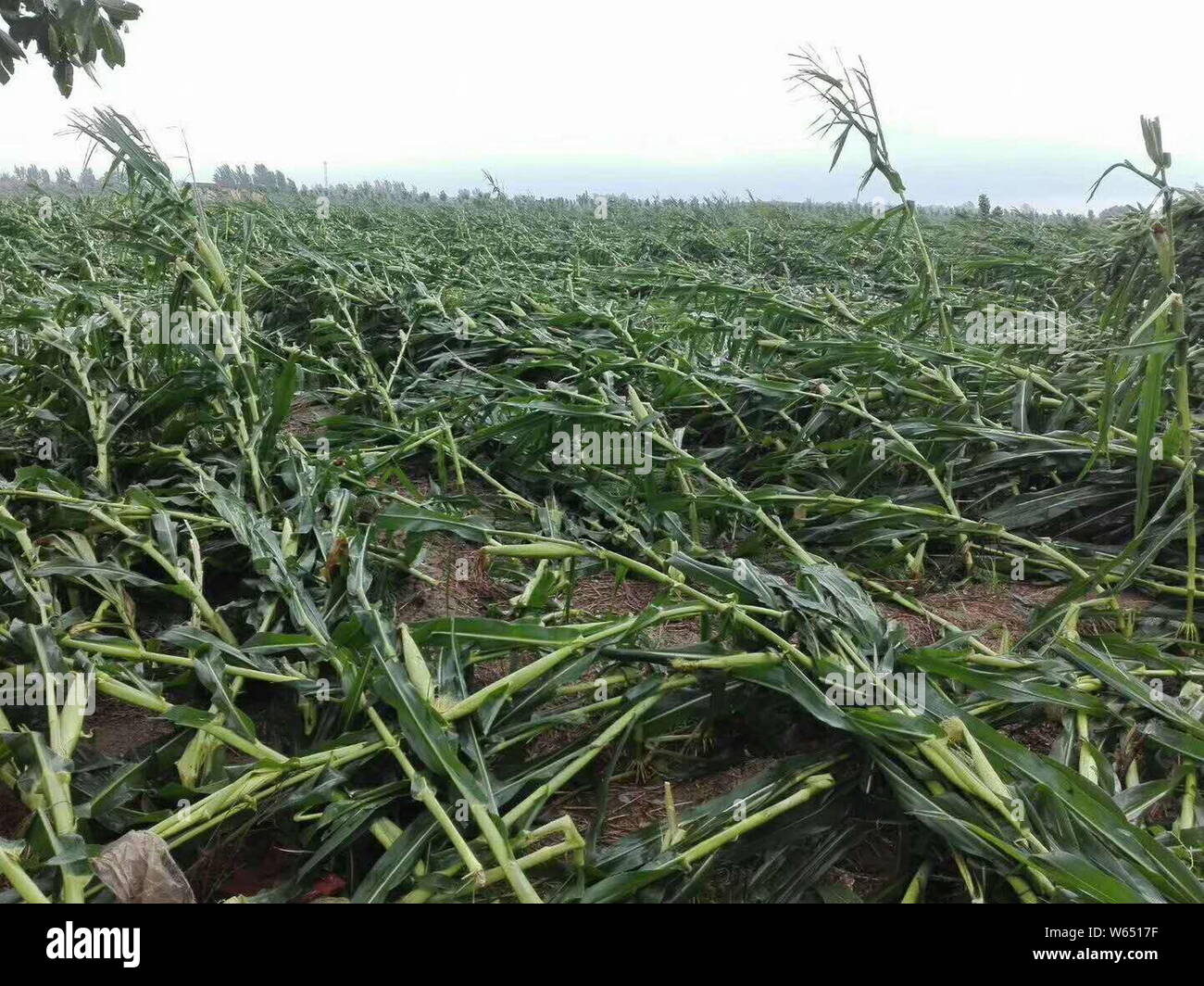 Trees and crops are uprooted by strong wind caused by Typhoon Yagi, the 14th typhoon of the year, in Huimin county, Binzhou city, east China's Shandon Stock Photo