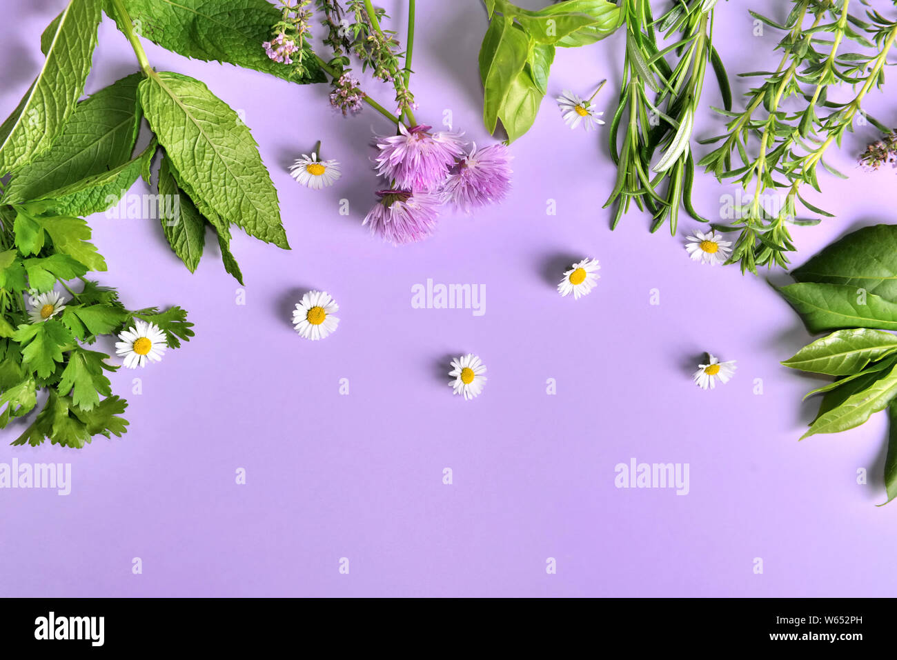 various aromatic fresh herbs with little daisies on purple background Stock Photo