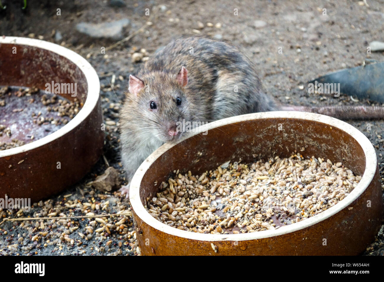 Brown Rat Eating High Resolution Stock Photography and Images Alamy