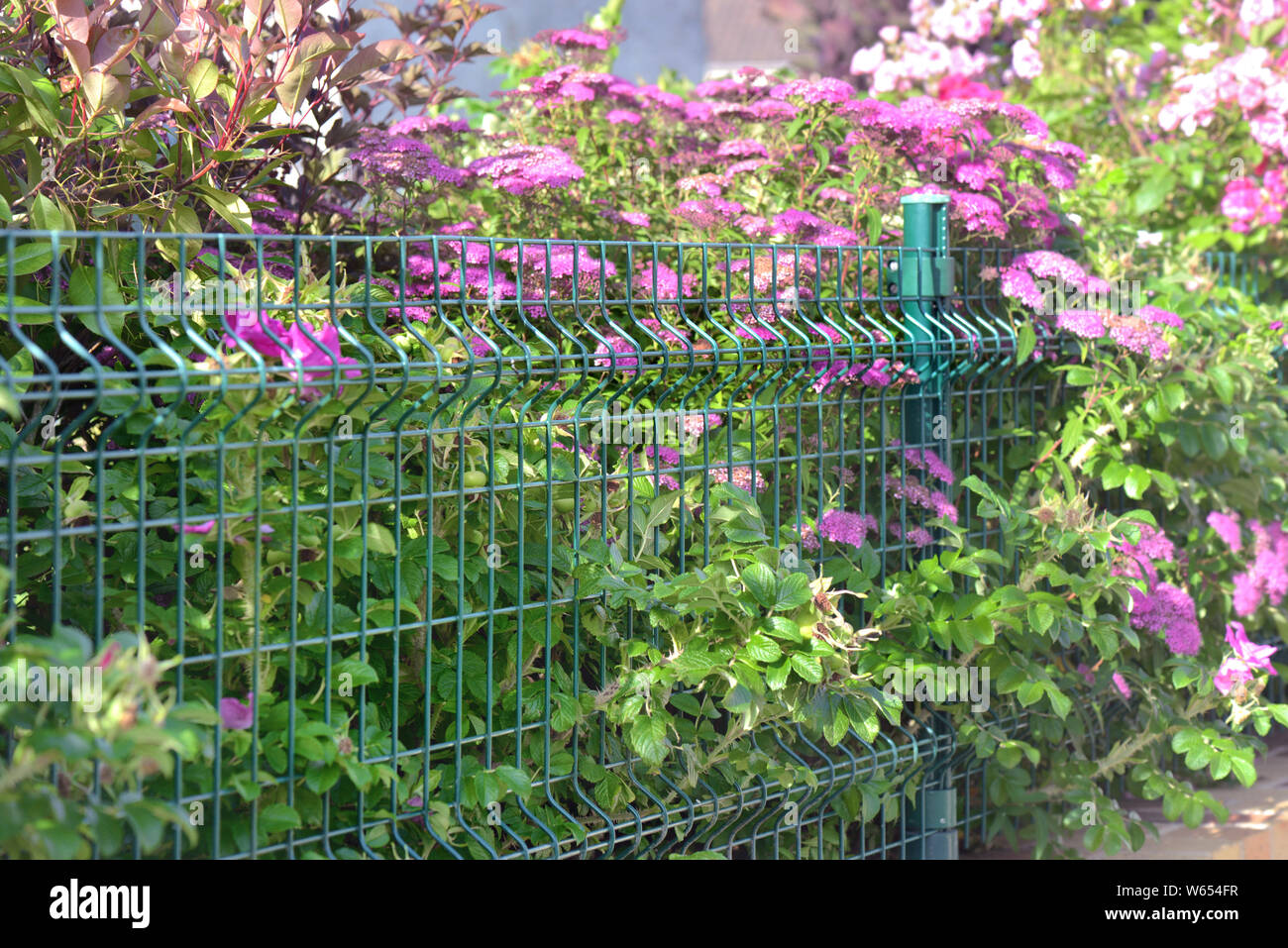 close on green wire netting in a beautiful various hedge blooming and