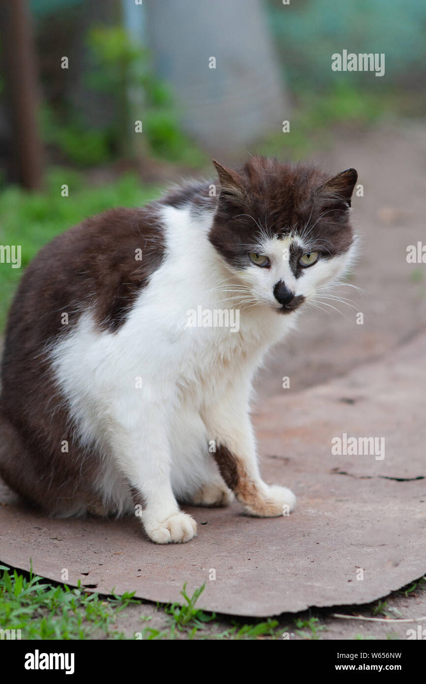 black and white street cat Stock Photo - Alamy