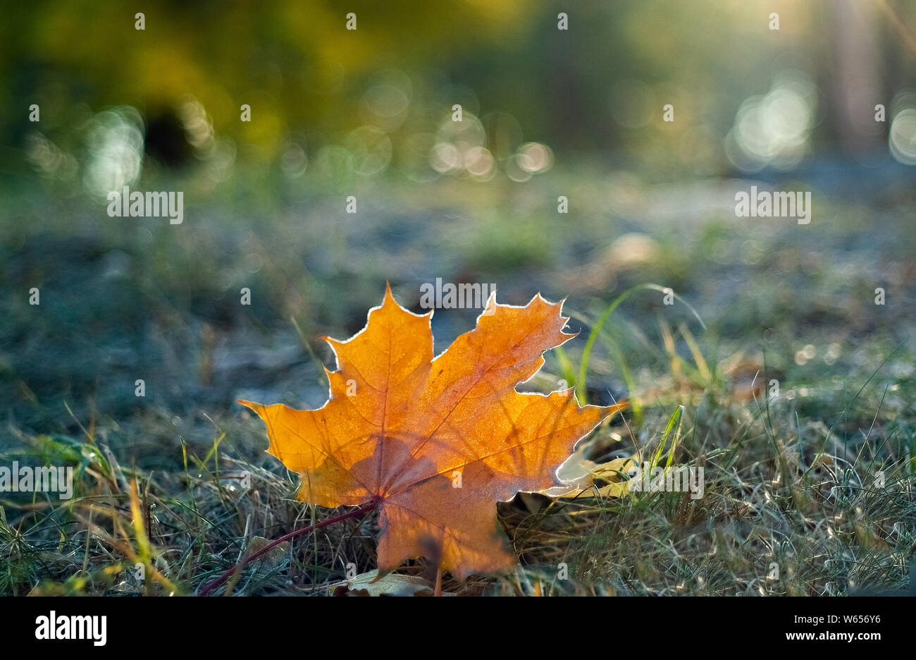 Orange maple leaf hi-res stock photography and images - Alamy