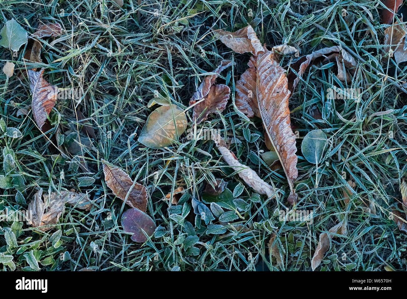 Grass ground frost hi-res stock photography and images - Alamy