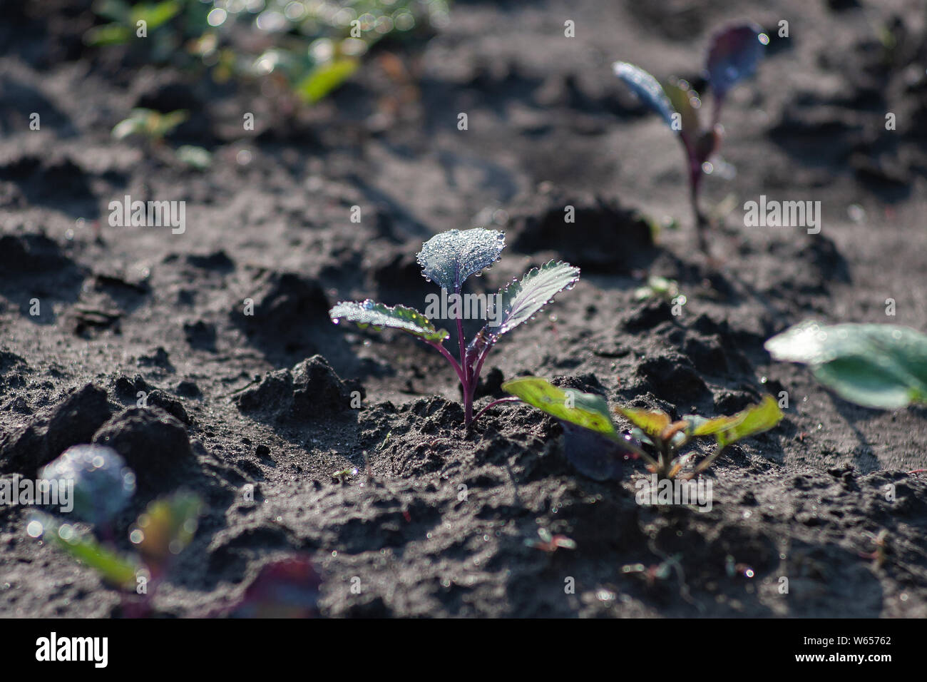 Young cabbage cauliflower seedling growing in dark earth soil Stock