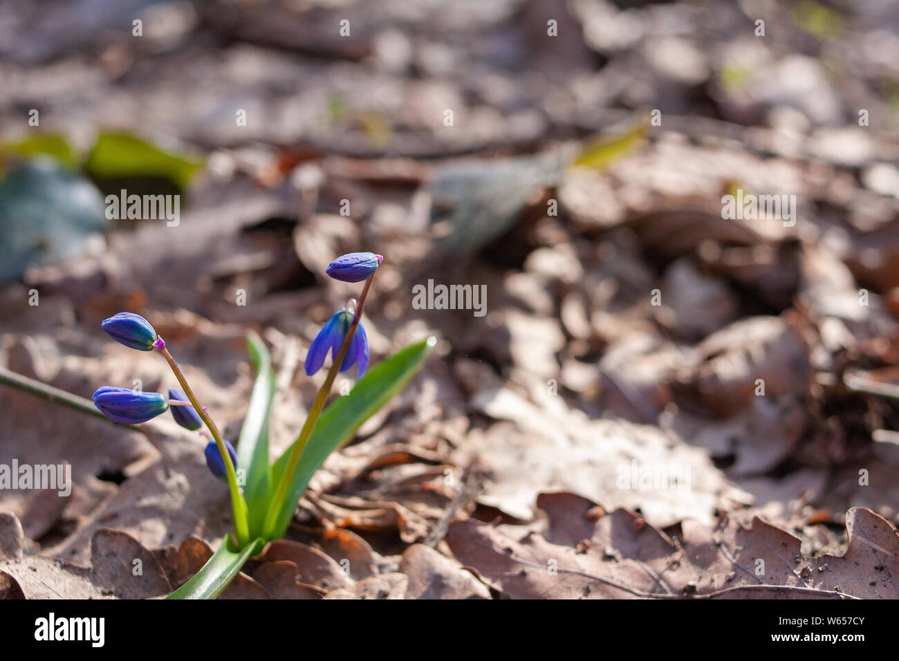 First spring blue flower hi-res stock photography and images - Alamy