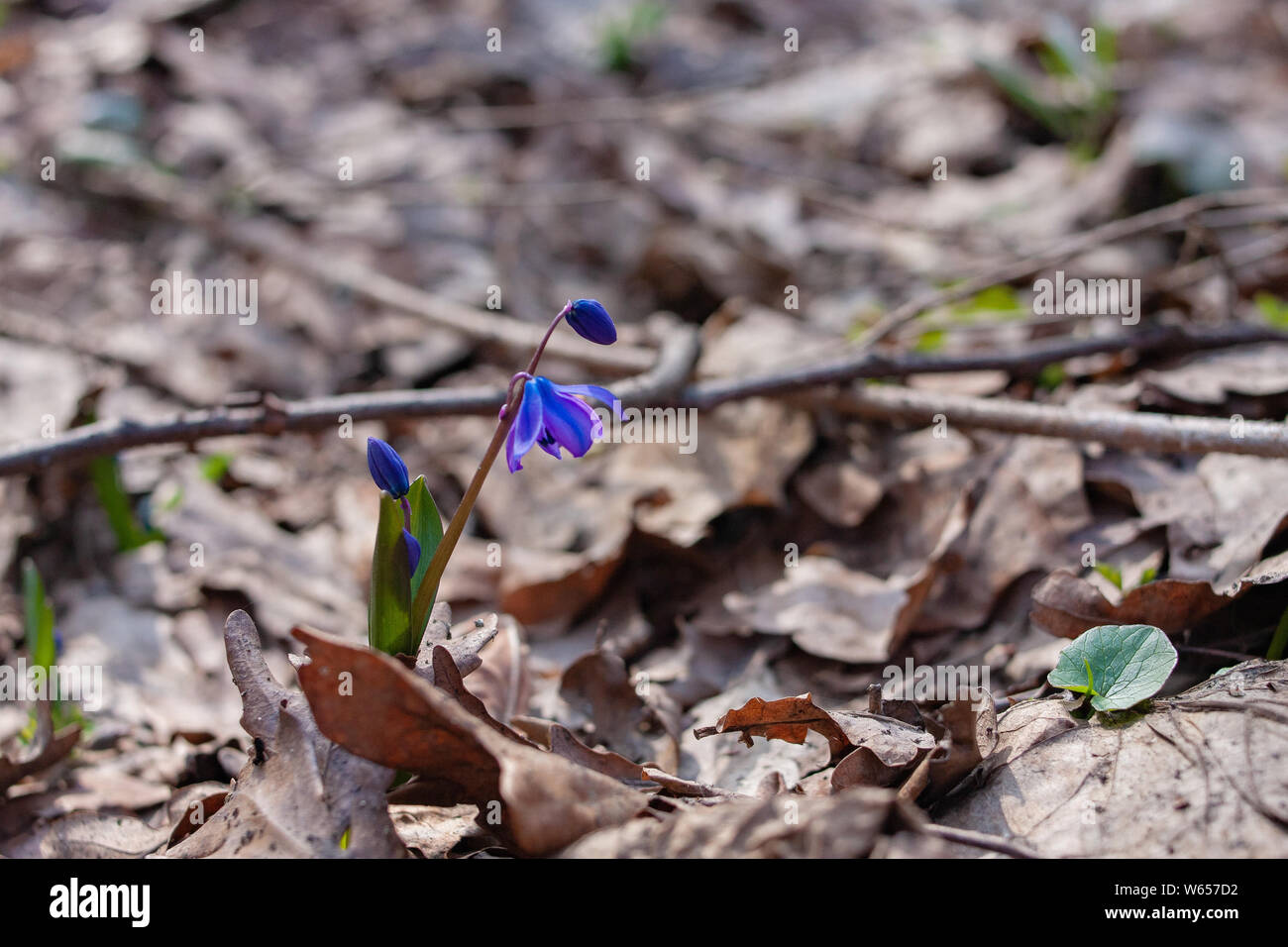 First spring flowers blue hi-res stock photography and images - Alamy