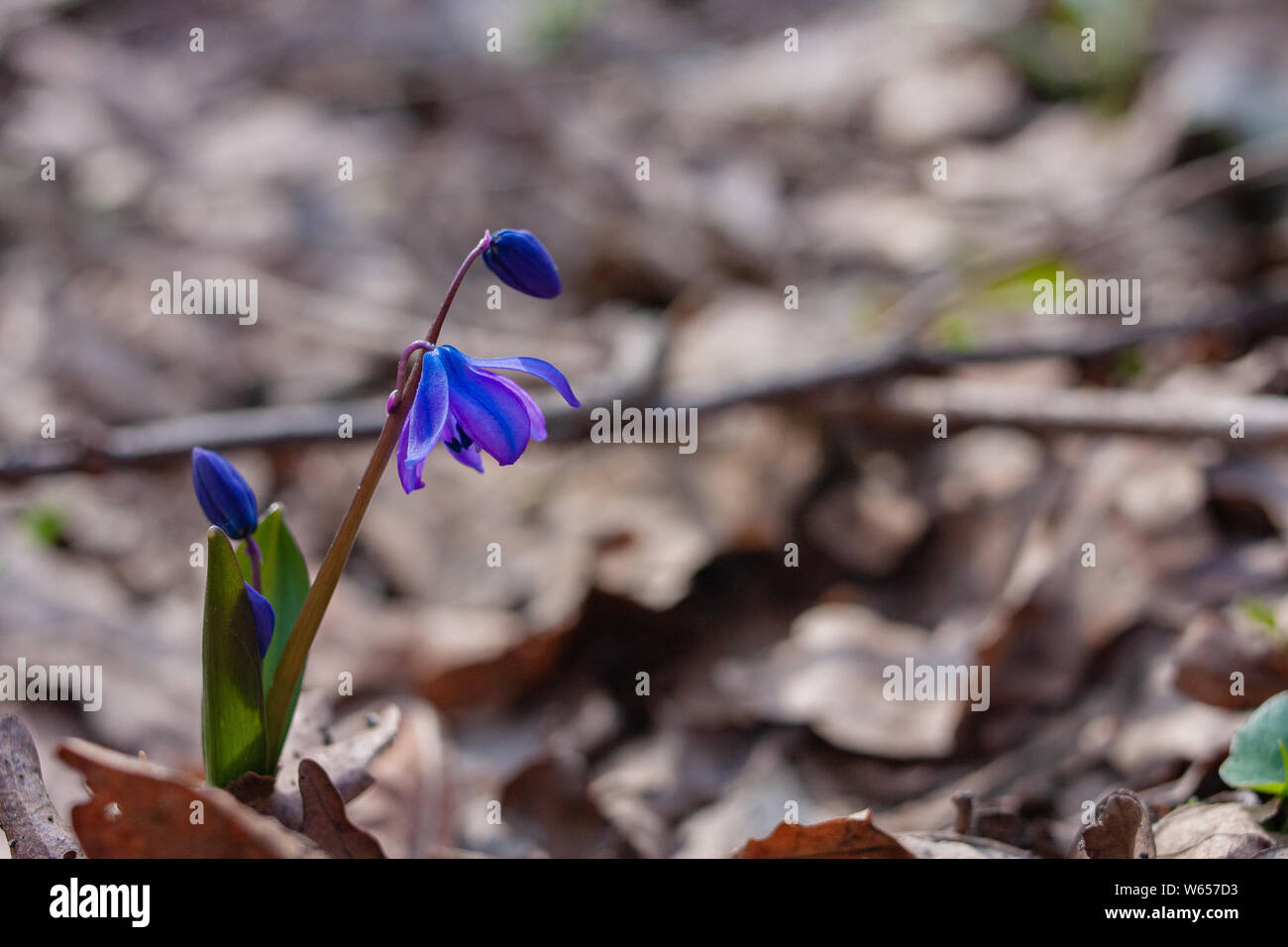 Blue scilla wild snowdrops hi-res stock photography and images - Alamy