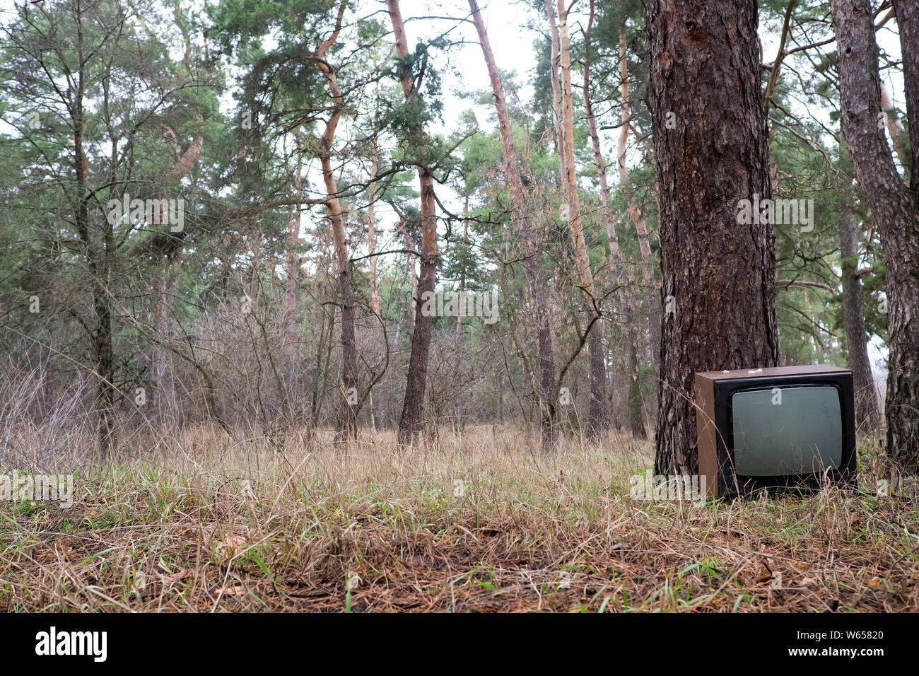 Discarded television set in the pin forest Stock Photo
