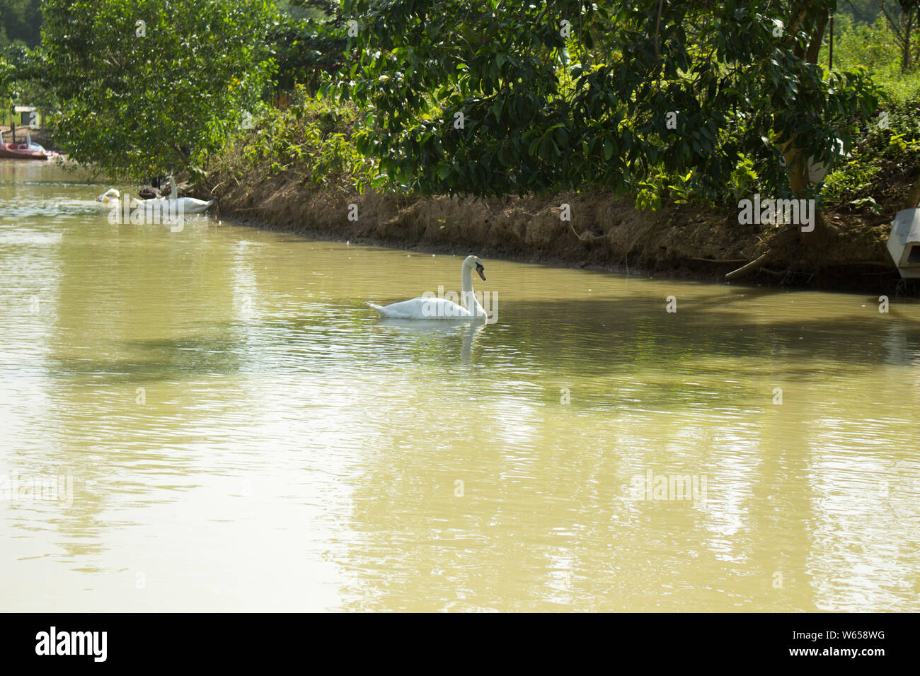 The tundra swan is a small Holarctic swan. The two taxa within it are usually regarded as conspecific, but are also sometimes split into two species: Stock Photo