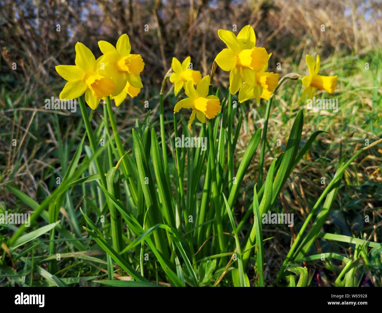 Spring flowers in grass verge hi-res stock photography and images - Alamy