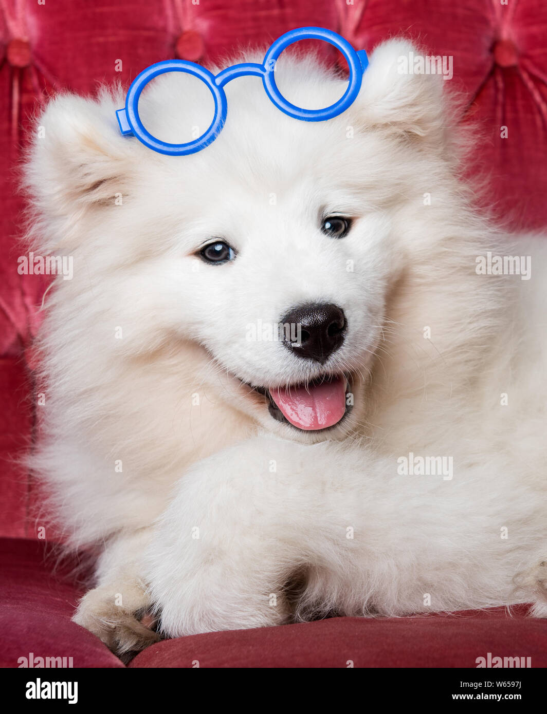 Funny white Samoyed dog puppy with glasses Stock Photo