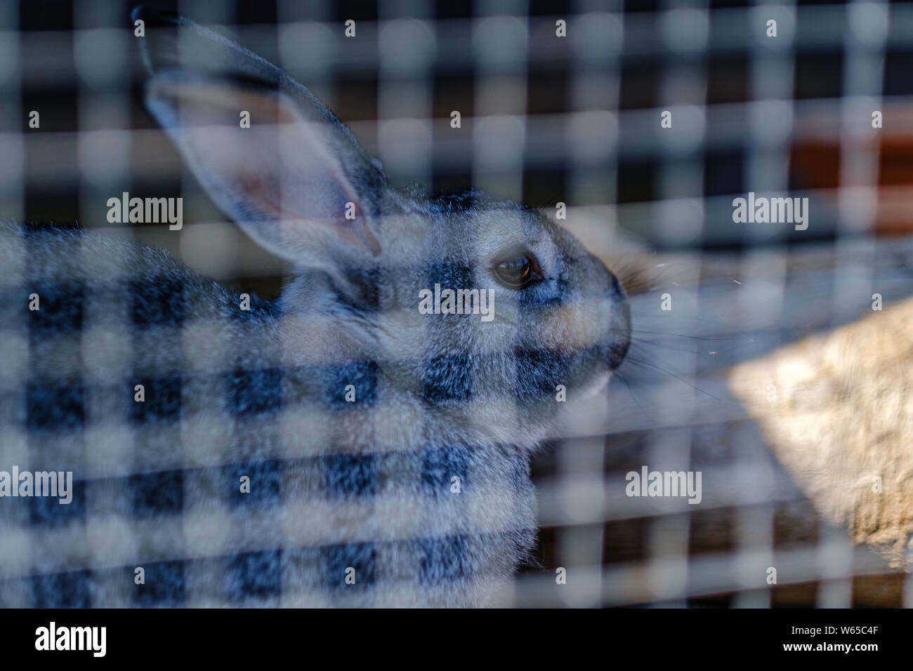 domestic rabbits in the cages behind bars feeding Stock Photo Alamy