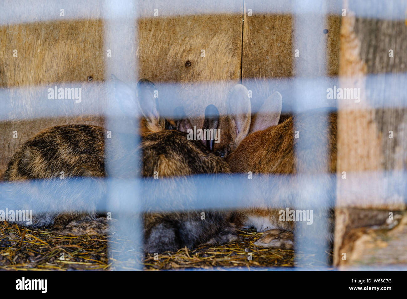domestic rabbits in the cages behind bars feeding Stock Photo Alamy