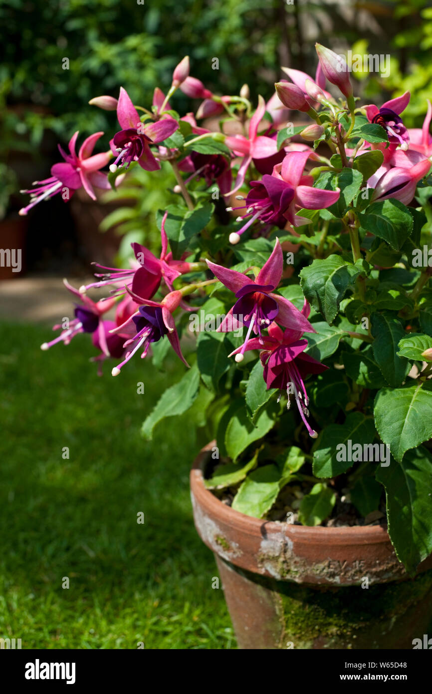 Close up of Rivendell bush fuchsia plant with purple flowers growing in a clay pot in summer England UK United Kingdom GB Great Britain Stock Photo