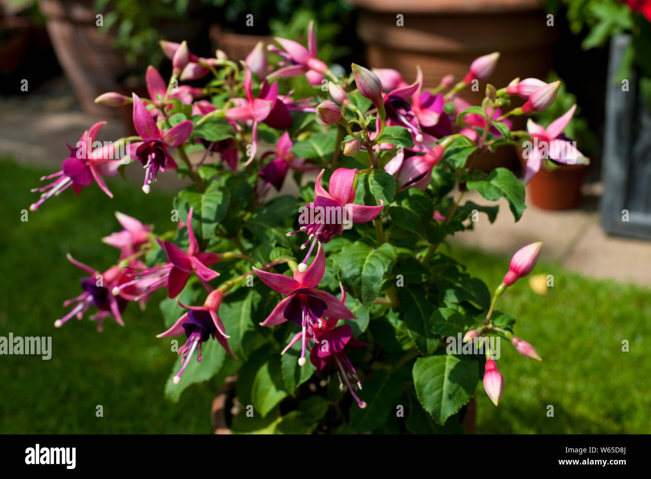Close up of Rivendell bush fuchsia plant with purple flowers growing in a clay pot in summer England UK United Kingdom GB Great Britain Stock Photo