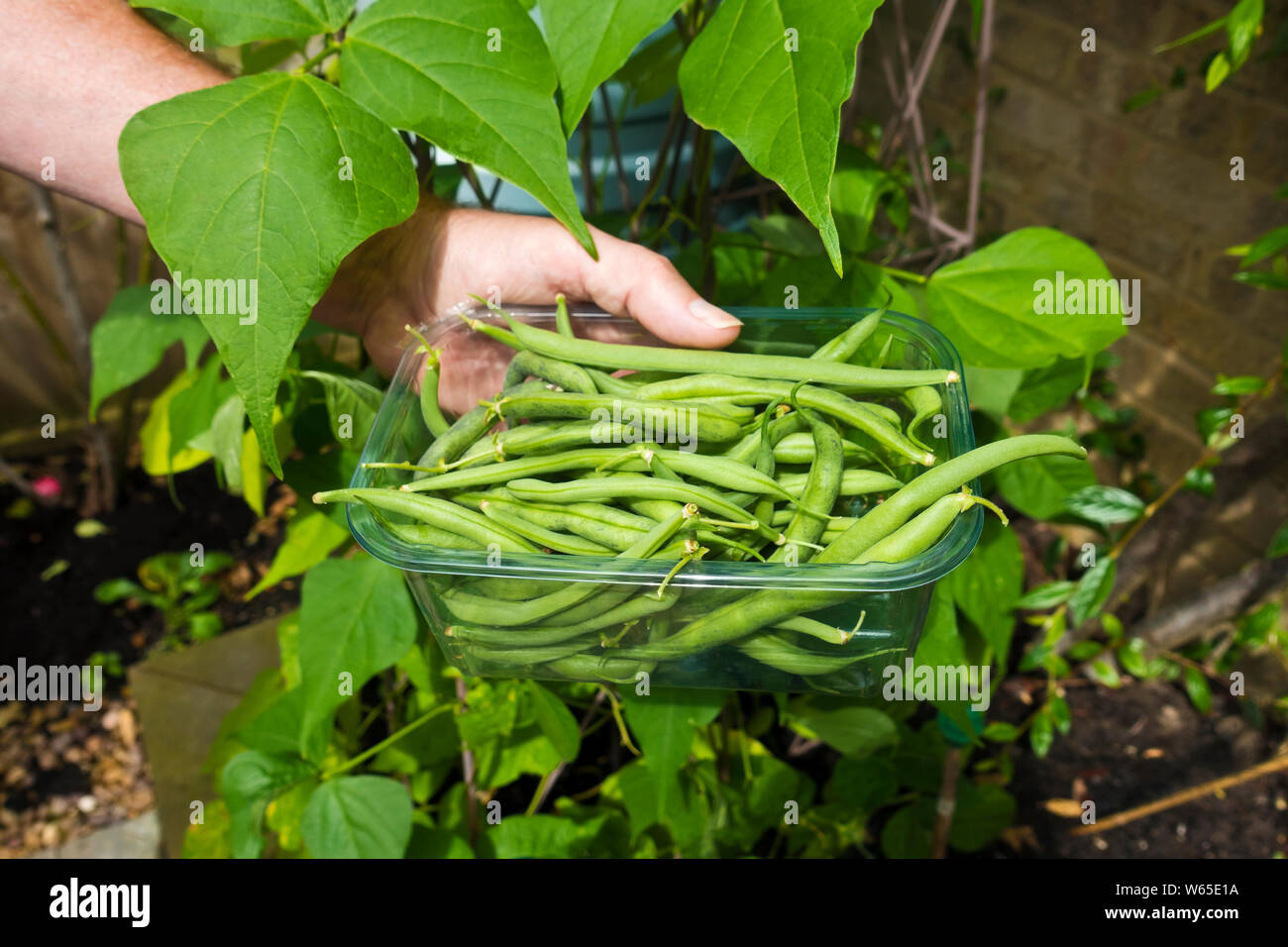 Climbing bean ‘cobra’ hires stock photography and images Alamy