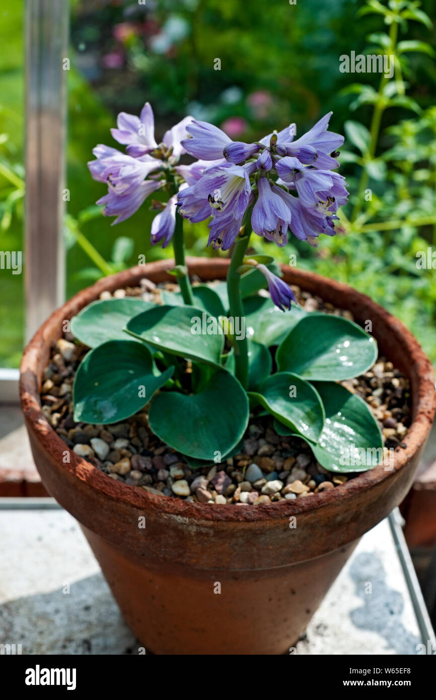 Close up of Blue mouse ears miniature Hosta plant with lilac flowers growing in a clay pot in a greenhouse England UK United Kingdom GB Great Britain Stock Photo