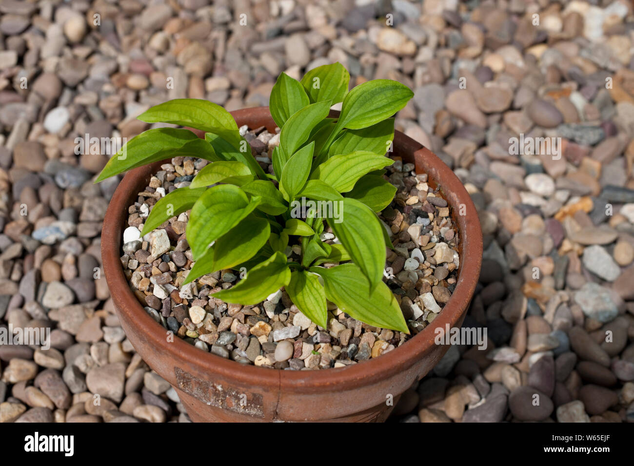 Close up of 'Twist of lime' miniature Hosta plant growing in a clay pot in the garden England UK United Kingdom GB Great Britain Stock Photo