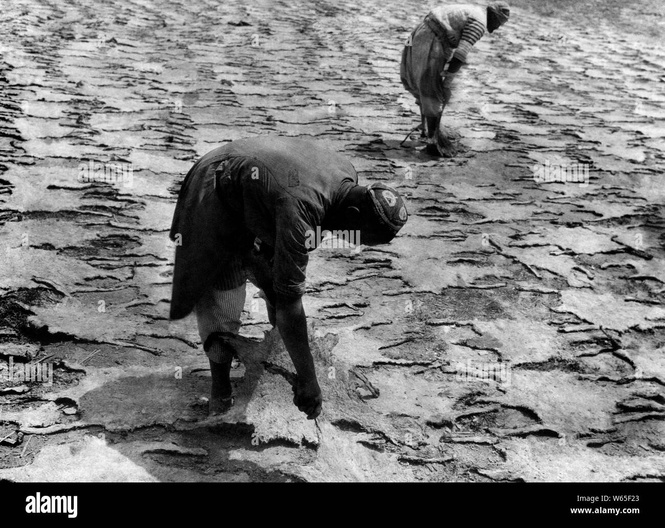 drying of the skins of karakul, turkestan, 1931 Stock Photo