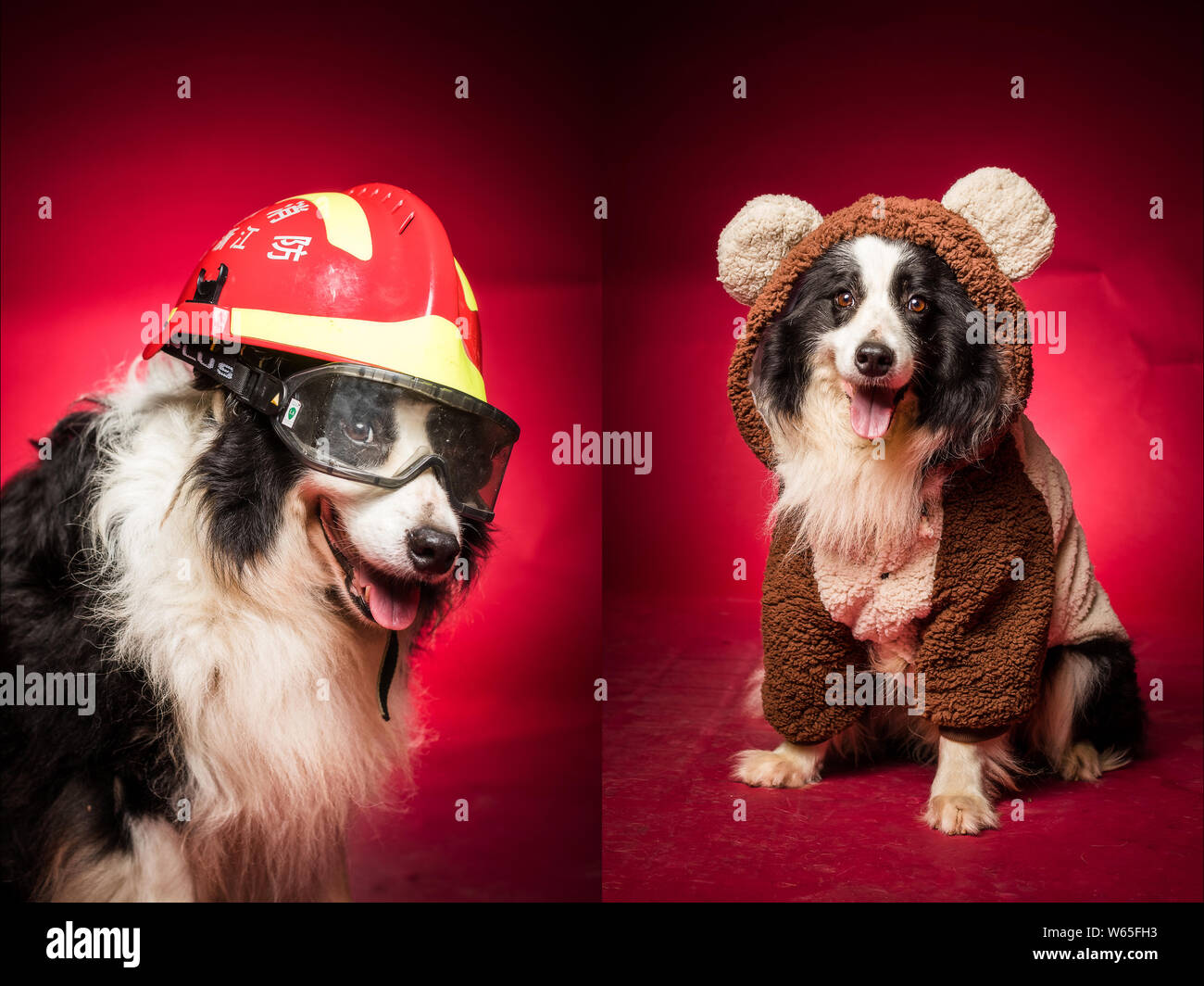 The composite photo shows the sniffer dogs dressing up from a firefighting training base to mark the Army Day in Hangzhou city, east China's Zhejiang Stock Photo