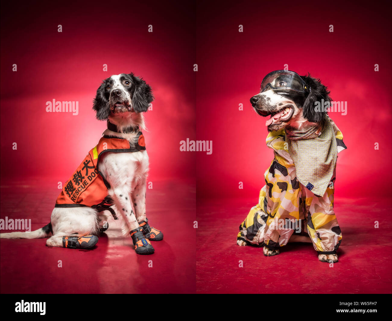 The composite photo shows the sniffer dogs dressing up from a firefighting training base to mark the Army Day in Hangzhou city, east China's Zhejiang Stock Photo