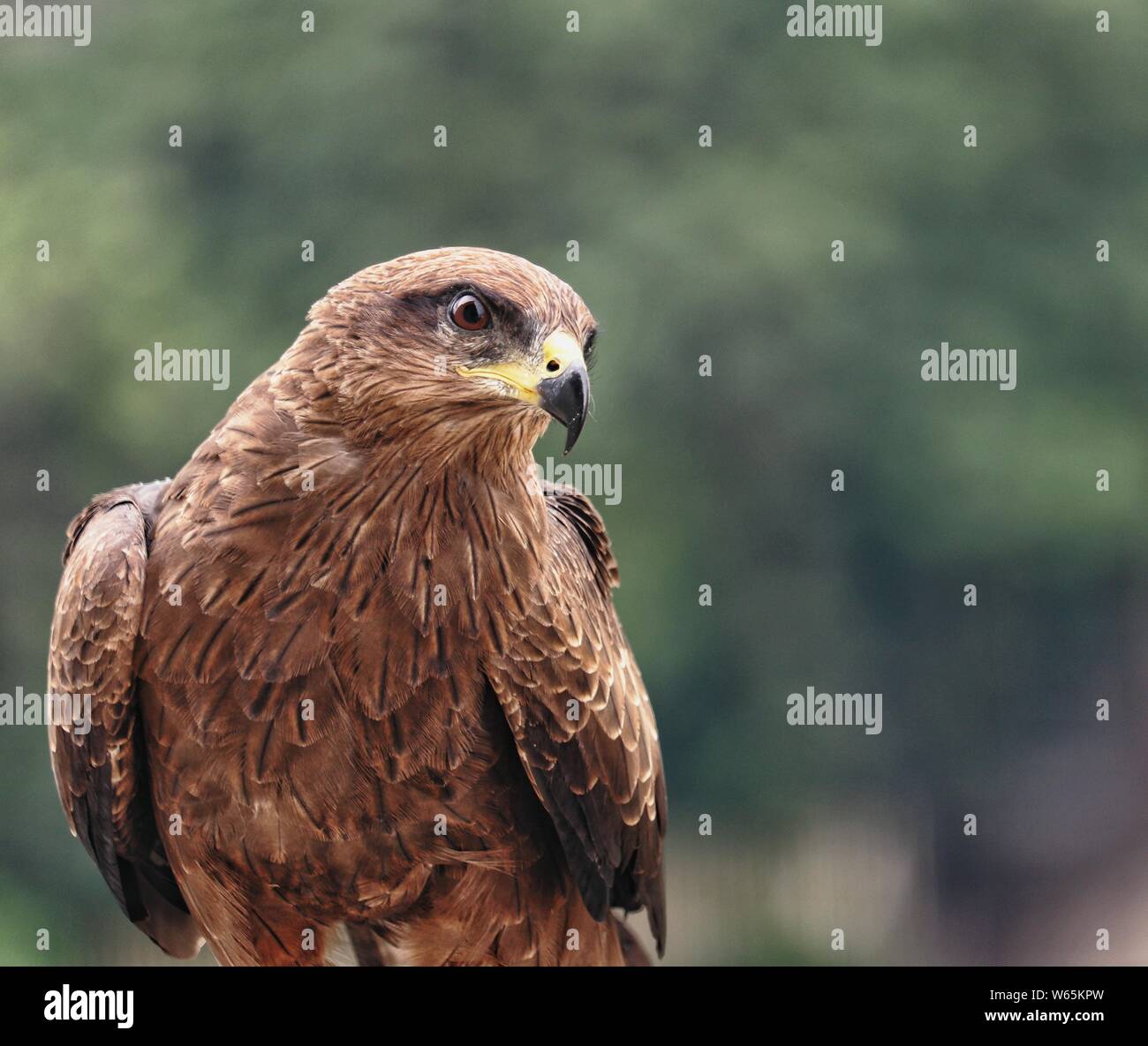 Kite bird Stock Photo